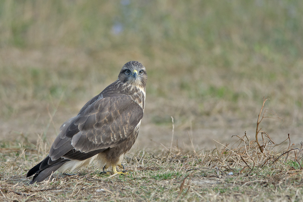 Poiana (buteo buteo)